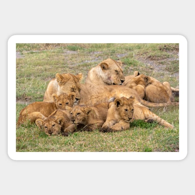 Lion Family, Tanzania Sticker by AndrewGoodall